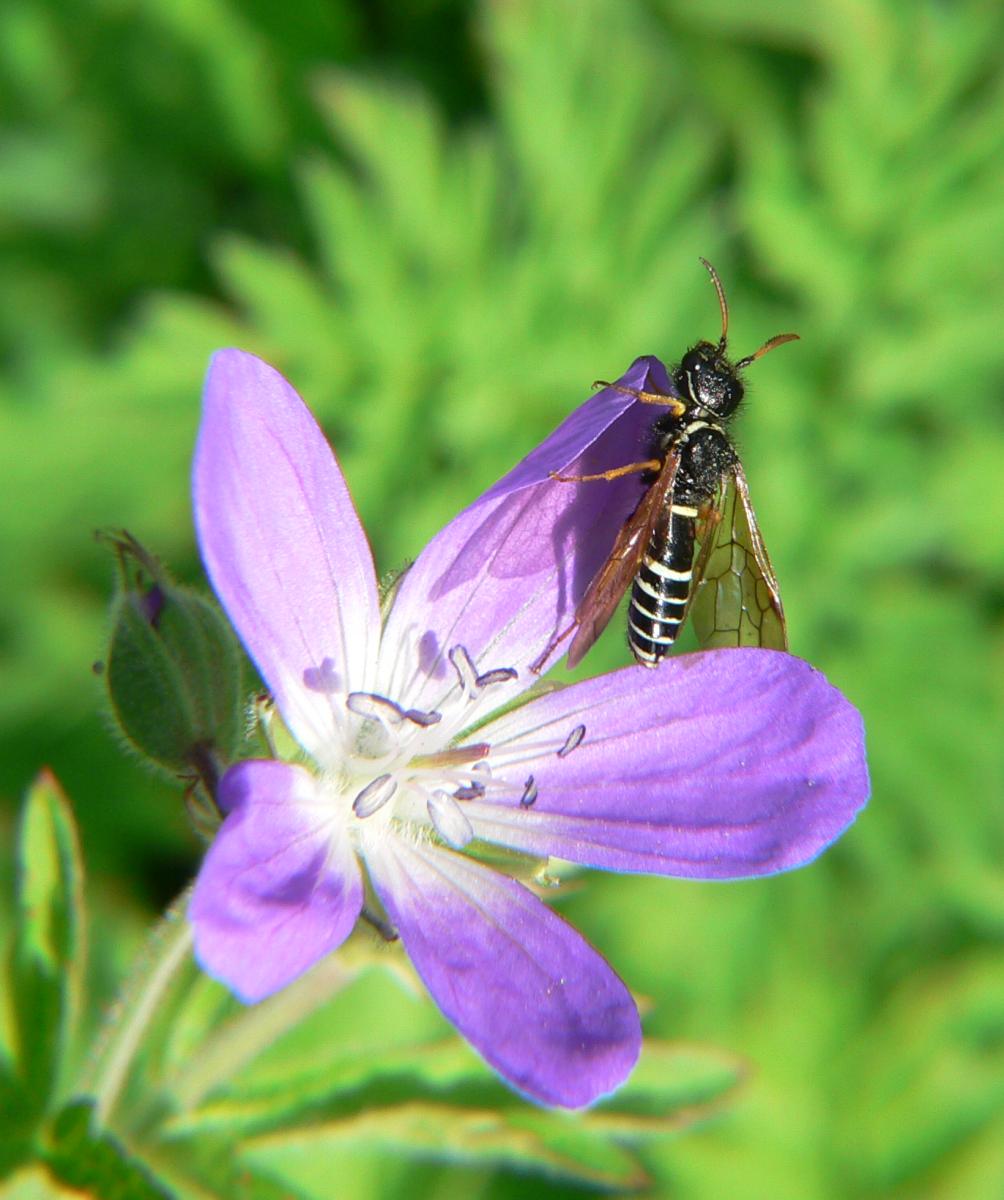 Syrphidae da identificare